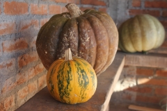 Cosechas de nuestra huerta familiar